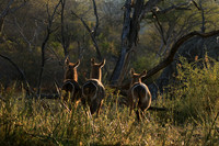 Common waterbuck - Malilangwe wildlife reserve