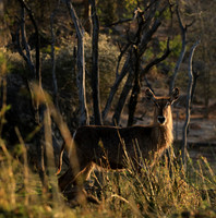 Common waterbuck - Malilangwe wildlife reserve