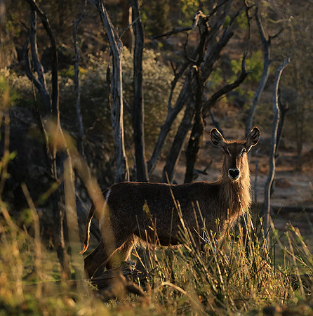 Common waterbuck - Malilangwe wildlife reserve