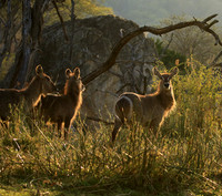 Common waterbuck - Malilangwe wildlife reserve