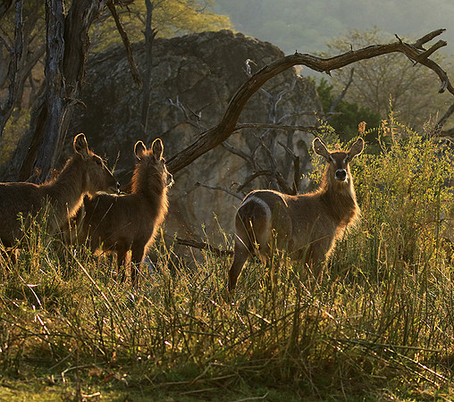 Common waterbuck - Malilangwe wildlife reserve