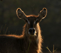 Common waterbuck - Malilangwe wildlife reserve