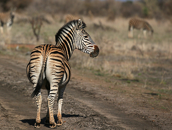 At Madikwe game reserve