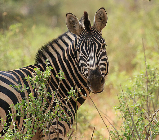At Kruger NP