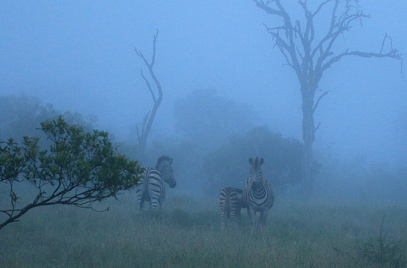 Londolozi Game Reserve