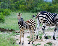 Londolozi Game Reserve