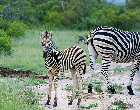 Londolozi Game Reserve