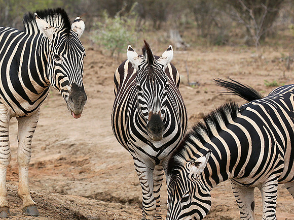 At Madikwe game reserve