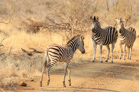 At Kruger NP