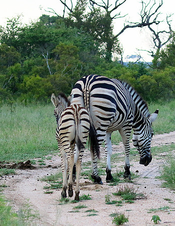 Londolozi Game Reserve