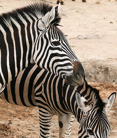 At Madikwe game reserve