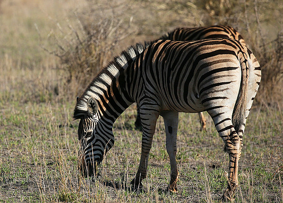 At Madikwe game reserve