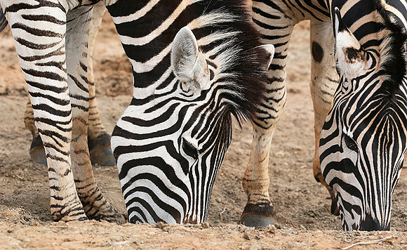 At Madikwe game reserve