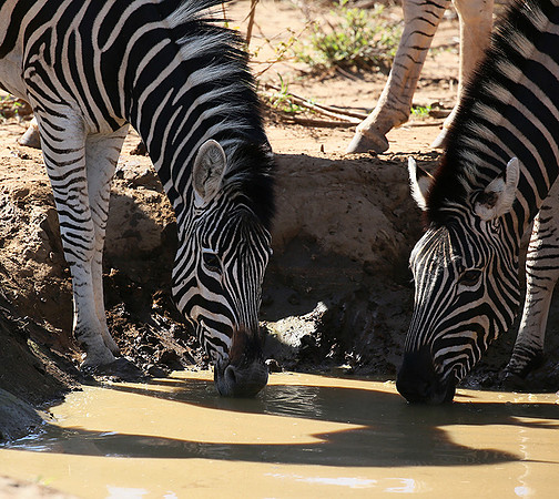 At Madikwe game reserve