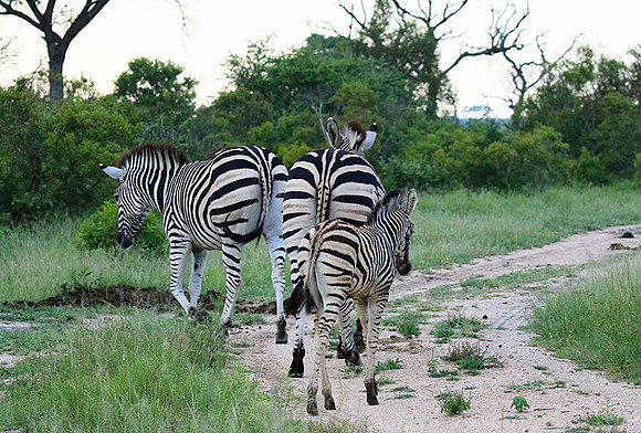 Londolozi Game Reserve