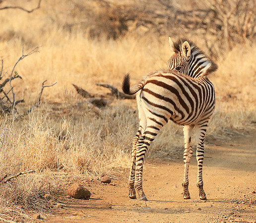 At Kruger NP