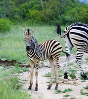 Londolozi Game Reserve