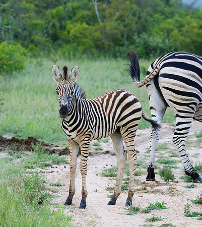 Londolozi Game Reserve