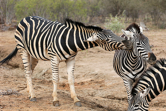 At Madikwe game reserve