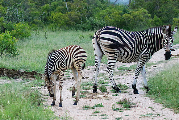 Londolozi Game Reserve