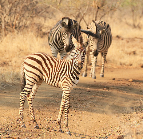 At Kruger NP