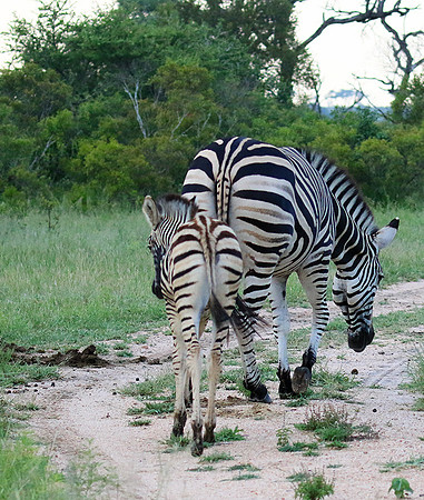 Londolozi Game Reserve
