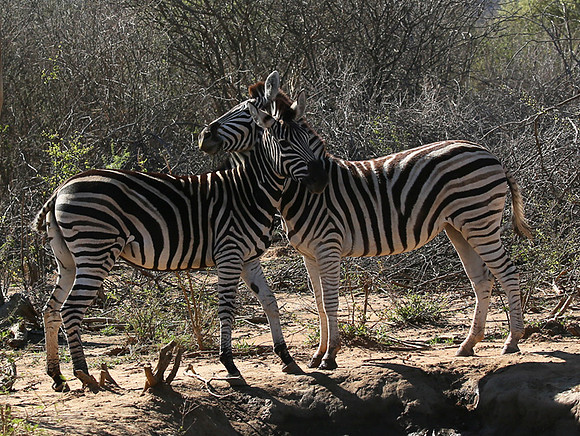 At Madikwe game reserve