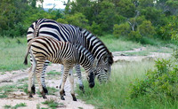 Londolozi Game Reserve