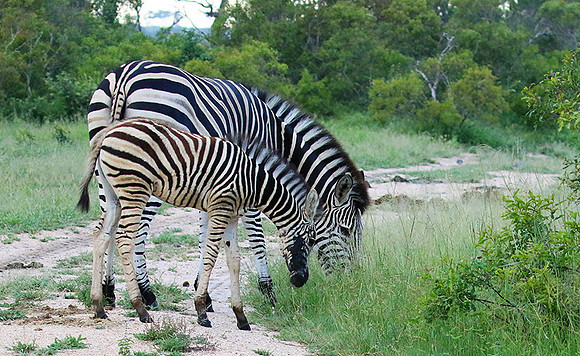 Londolozi Game Reserve