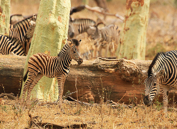 At Kruger NP