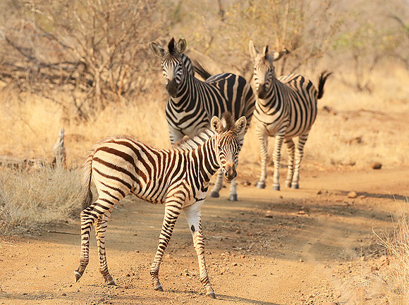 At Kruger NP