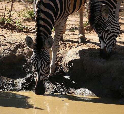 At Madikwe game reserve