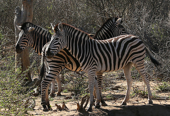 At Madikwe game reserve
