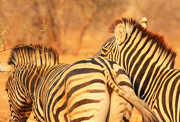 At Kruger NP