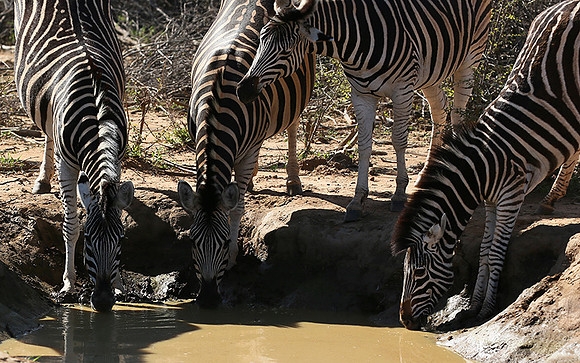 At Madikwe game reserve