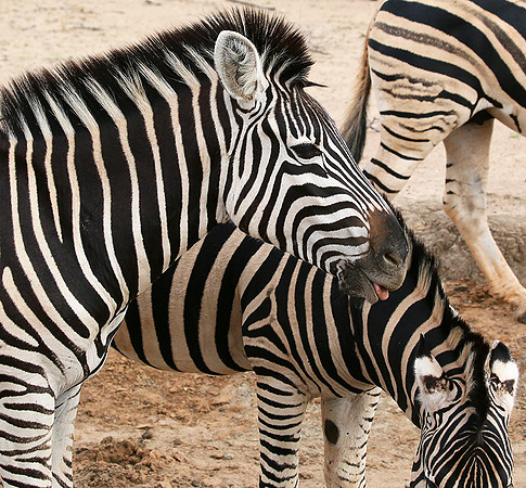 At Madikwe game reserve