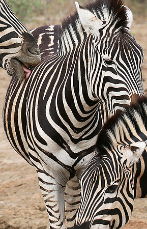 At Madikwe game reserve