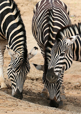 At Madikwe game reserve