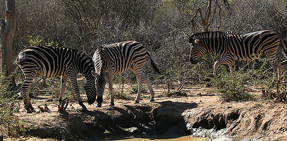 At Madikwe game reserve