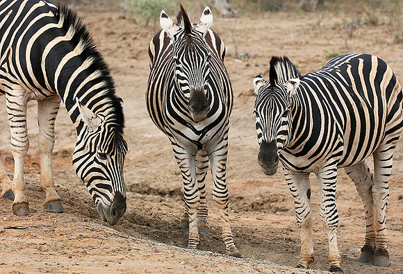 At Madikwe game reserve