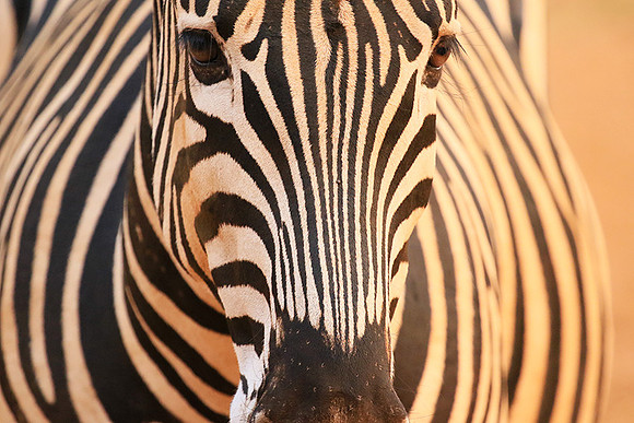 At Kruger NP