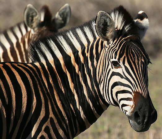 At Madikwe game reserve