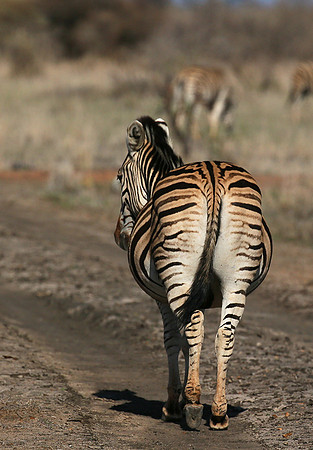 At Madikwe game reserve