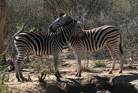 At Madikwe game reserve