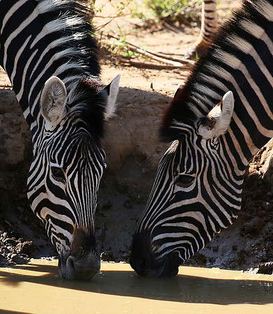 At Madikwe game reserve