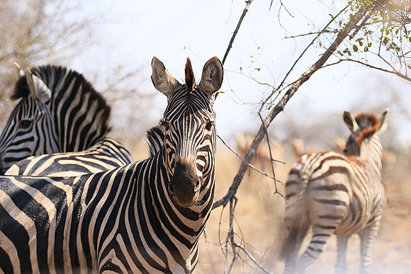 At Kruger NP