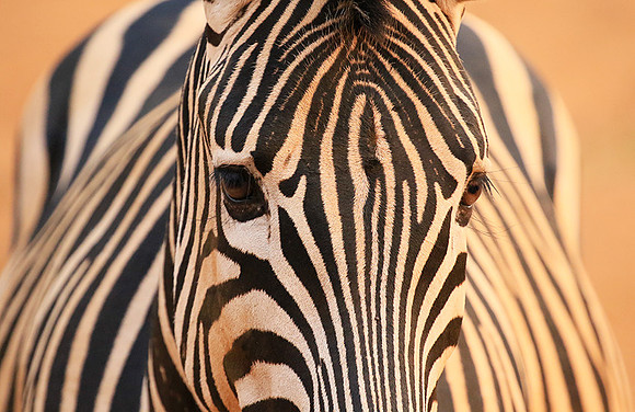 At Kruger NP