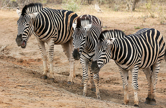At Madikwe game reserve