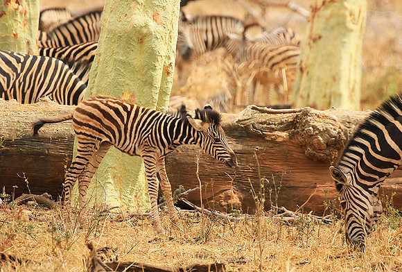 At Kruger NP
