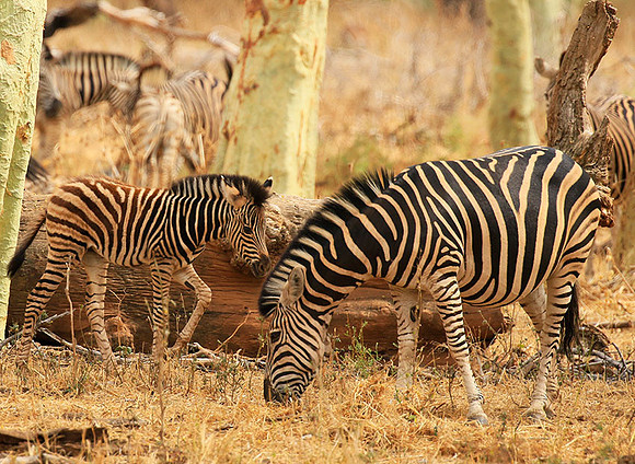 At Kruger NP